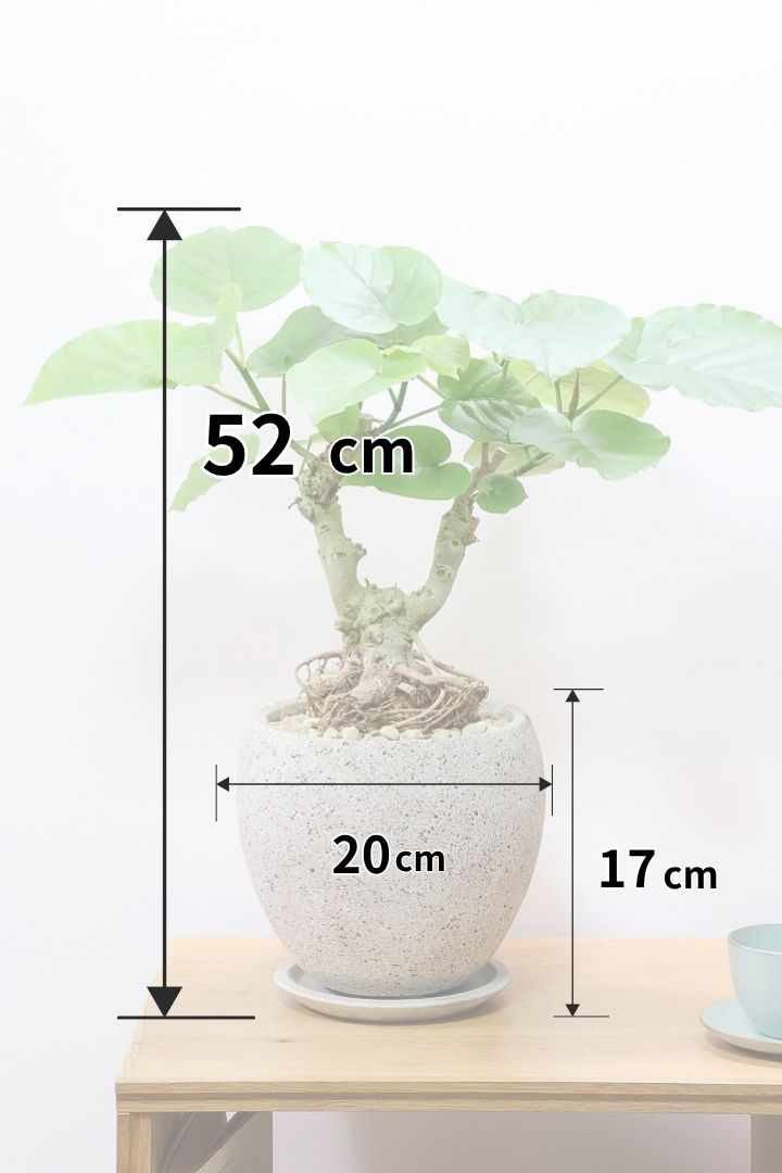 【ウンベラータ】10年物の年季の入ったこだわりの幹!カッコいい観葉植物です! ボリュームがあります！