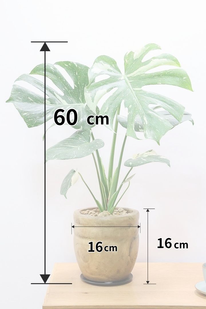 【モンステラ タイコンステレーション】人気の木製POT！タイコンらしい散斑が美しい素晴らしい個体です！おすすめ！