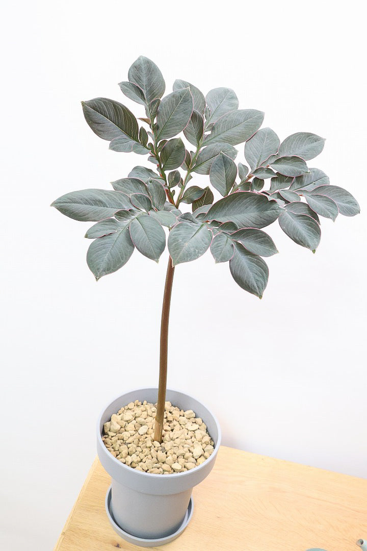 【アモルフォファルス ハーマンディ】ビックリ！この子こんにゃくなんです！球根植物ですので冬は枯れますが春には目が出ますよ！