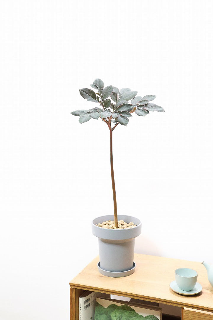 【アモルフォファルス ハーマンディ】ビックリ！この子こんにゃくなんです！球根植物ですので冬は枯れますが春には目が出ますよ！