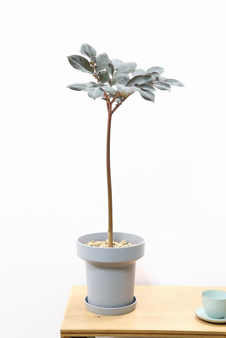 アモルフォファルス ハーマンディPP62070観葉植物の通信販売 | APEGO