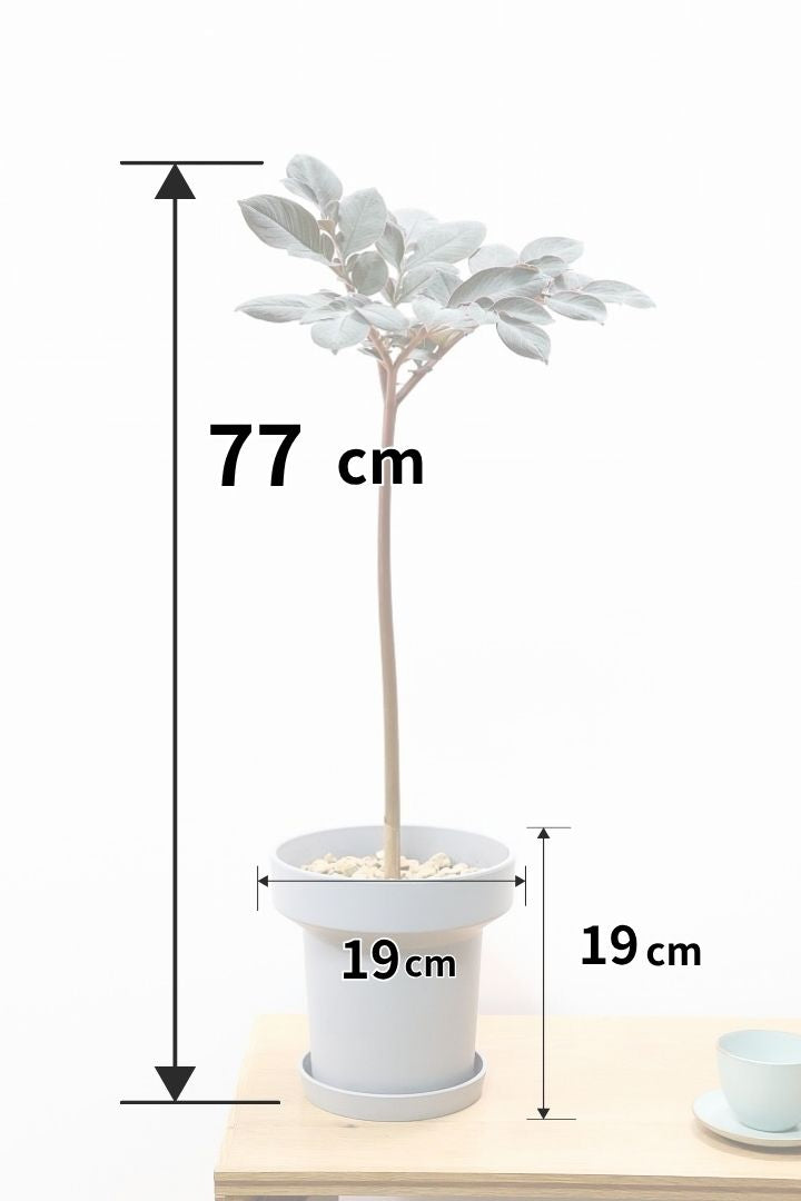【アモルフォファルス ハーマンディ】ビックリ！この子こんにゃくなんです！球根植物ですので冬は枯れますが春には目が出ますよ！