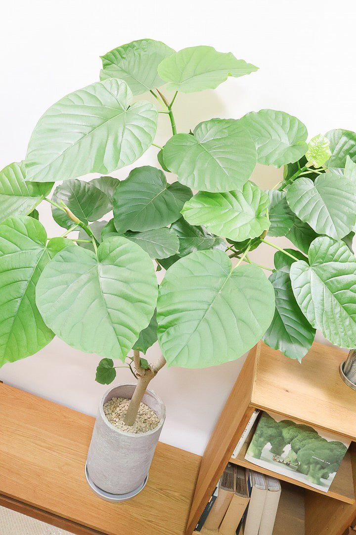 【ウンベラータ】見てくださいこの大きな葉を！これはホント良い樹形！存在感があるのでお部屋のシンボルにピッタリ！