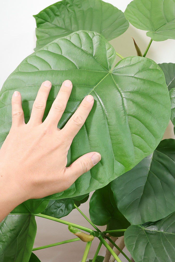 【ウンベラータ】見てくださいこの大きな葉を！これはホント良い樹形！存在感があるのでお部屋のシンボルにピッタリ！