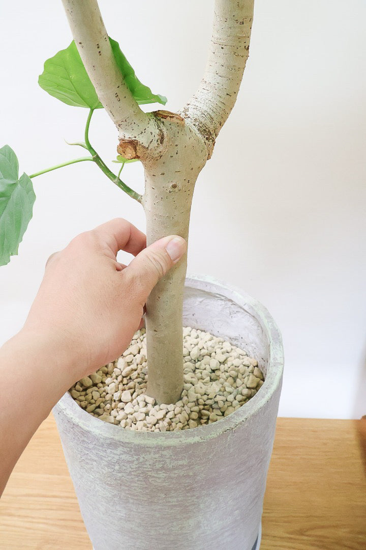 【ウンベラータ】見てくださいこの大きな葉を！これはホント良い樹形！存在感があるのでお部屋のシンボルにピッタリ！