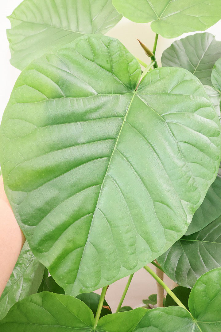 【ウンベラータ】見てくださいこの大きな葉を！これはホント良い樹形！存在感があるのでお部屋のシンボルにピッタリ！
