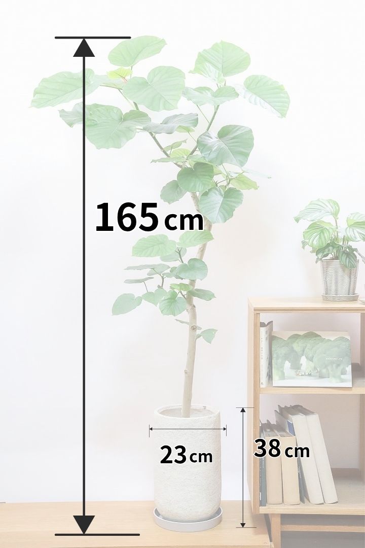 【ウンベラータ】スタイリッシュでバランスの良い樹形！存在感があるのでお部屋のシンボルにピッタリ！