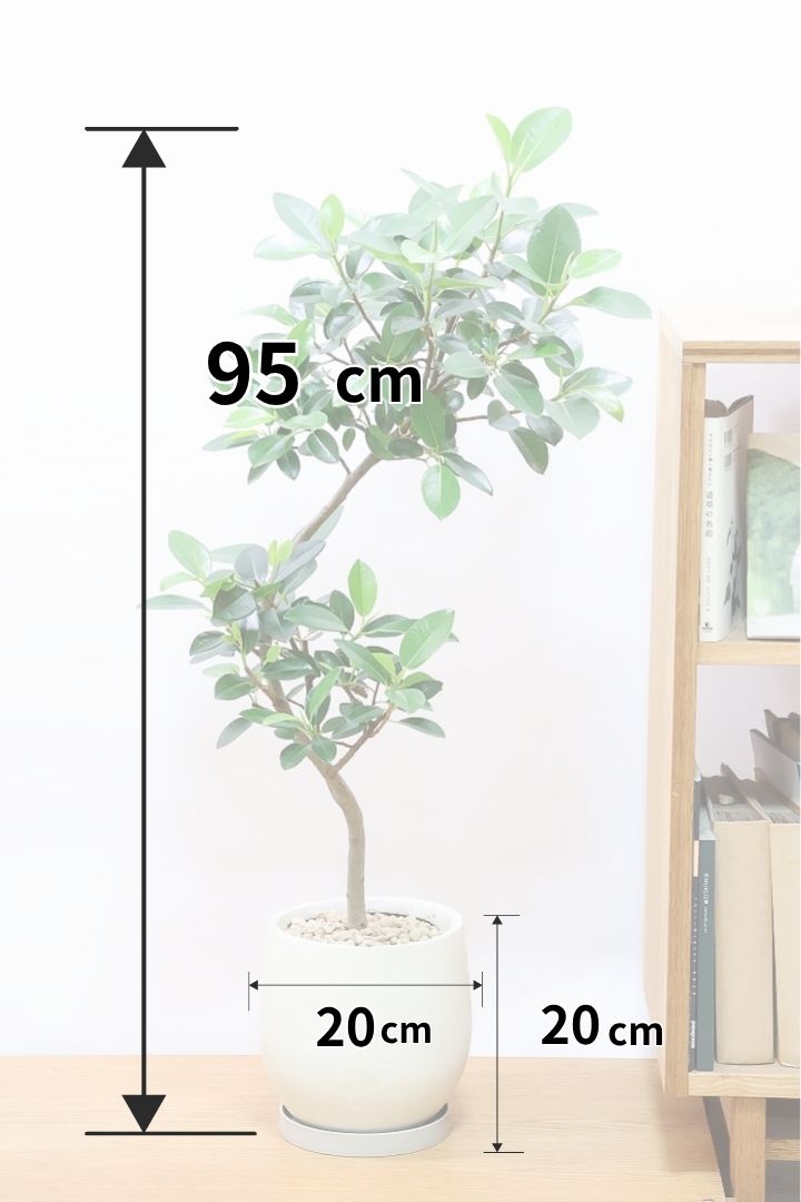 【フランスゴム】とても程よいサイズ感！幹のカーブも素晴らしいおすすめの逸品です！