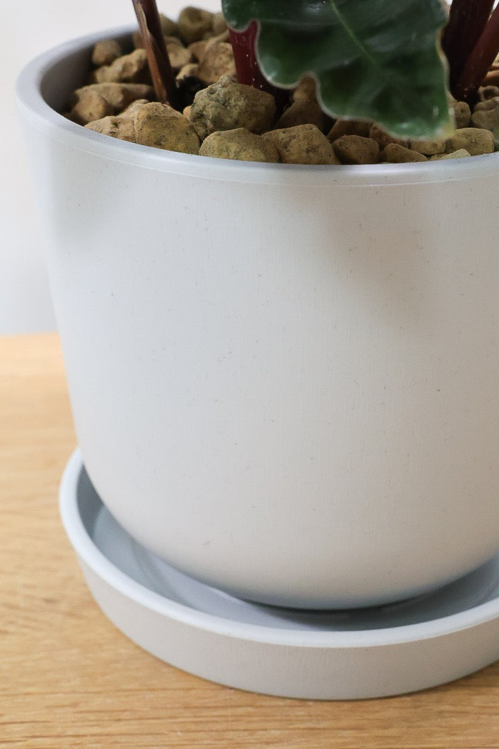 【カラテア ベルベットグローリー】軽量なプラスチックPOT！渋い葉色！葉のふちもフリフリしていてとてもカッコいい品種です！