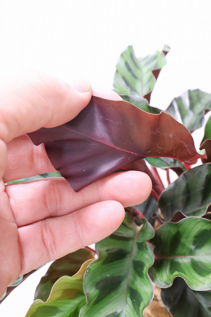 【カラテア ベルベットグローリー】軽量なプラスチックPOT！渋い葉色！葉のふちもフリフリしていてとてもカッコいい品種です！