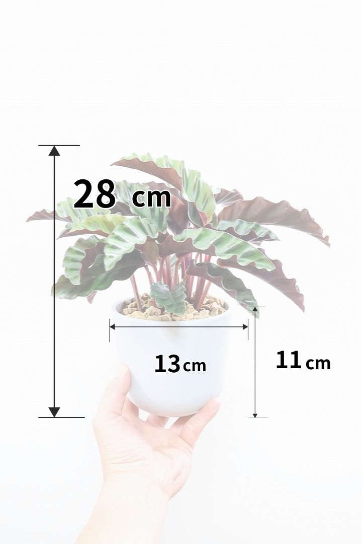 【カラテア ベルベットグローリー】軽量なプラスチックPOT！渋い葉色！葉のふちもフリフリしていてとてもカッコいい品種です！