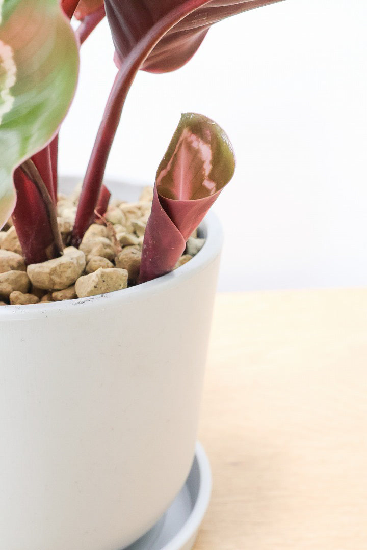 【カラテア ロゼオピクタ】軽量なプラスチックPOT！大き目の葉っぱは見ごたえアリ！葉模様も素敵な人気種です！