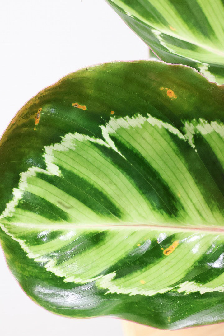 【カラテア ロゼオピクタ】軽量なプラスチックPOT！大き目の葉っぱは見ごたえアリ！葉模様も素敵な人気種です！
