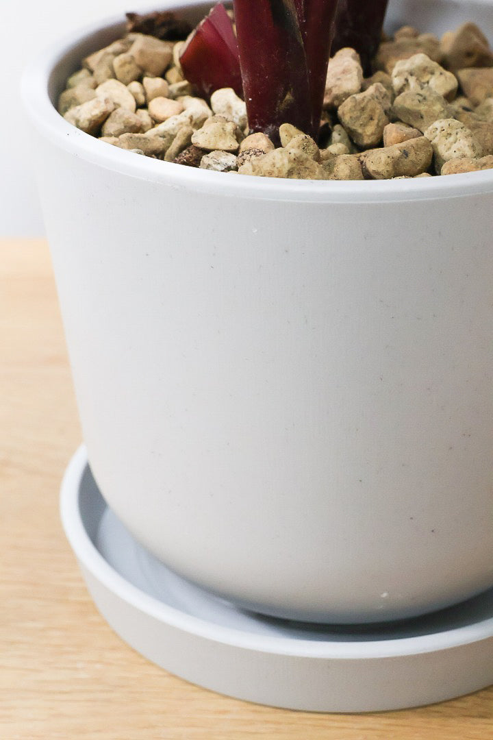 【カラテア ロゼオピクタ】軽量なプラスチックPOT！大き目の葉っぱは見ごたえアリ！葉模様も素敵な人気種です！