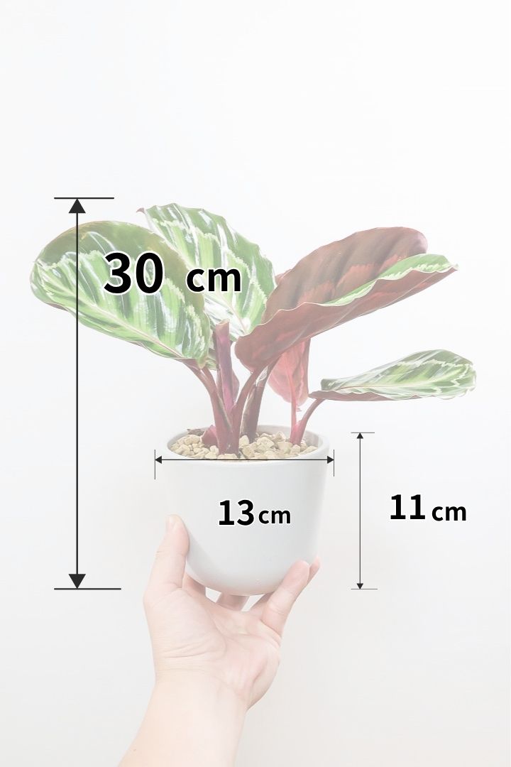【カラテア ロゼオピクタ】軽量なプラスチックPOT！大き目の葉っぱは見ごたえアリ！葉模様も素敵な人気種です！