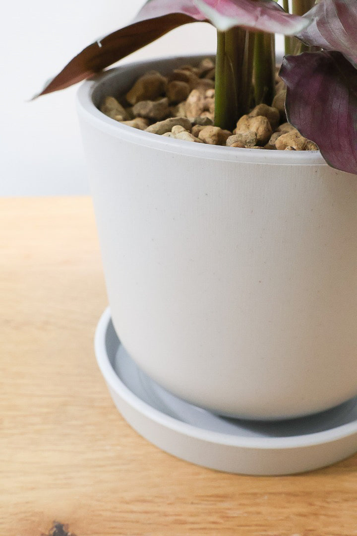 【カラテア シルバープレート】軽量なプラスチックPOT！シンプルなシルバーの葉に甘いピンクのカラーがとてもイイ感じの品種です！