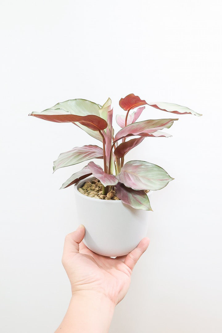 【カラテア シルバープレート】軽量なプラスチックPOT！シンプルなシルバーの葉に甘いピンクのカラーがとてもイイ感じの品種です！