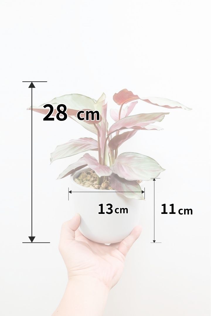 【カラテア シルバープレート】軽量なプラスチックPOT！シンプルなシルバーの葉に甘いピンクのカラーがとてもイイ感じの品種です！