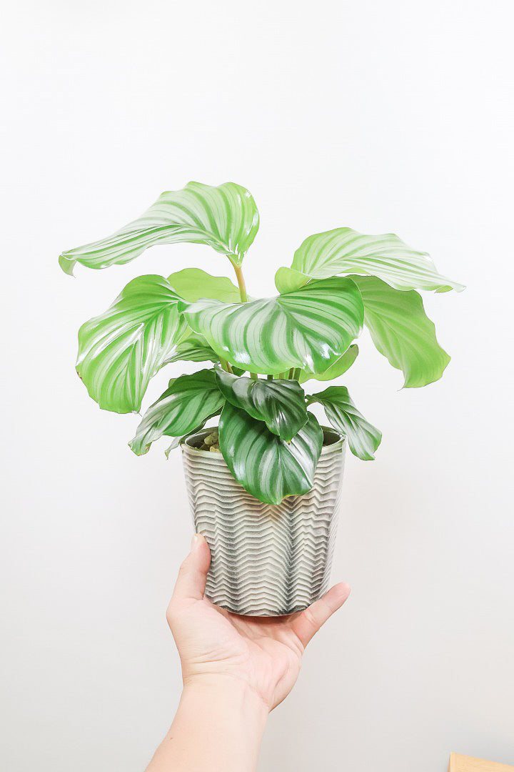 【カラテア オービフォリア】APEGOでもダントツNO.1の人気のカラテア！今回もバランスが良いし葉の模様も美しい！