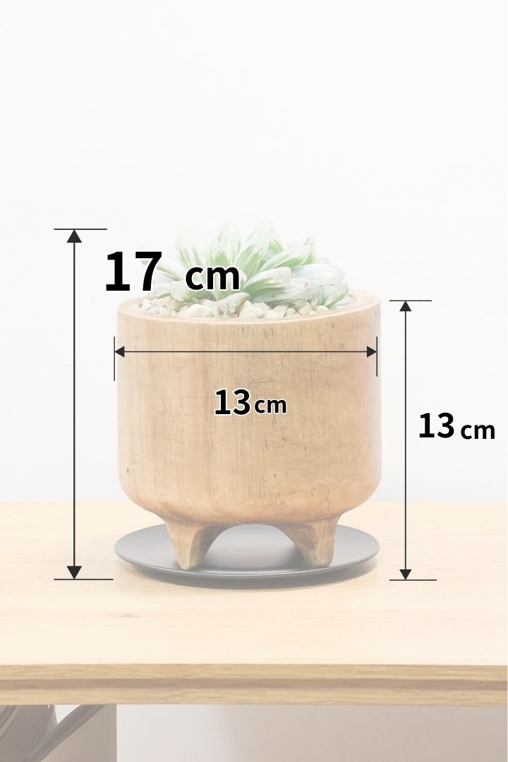 【ハオルチア ピリフェラ】今回は人気の木製POT！ホワイト多めの美しい個体！子株もたくさん出てきていますので、オススメですよ！