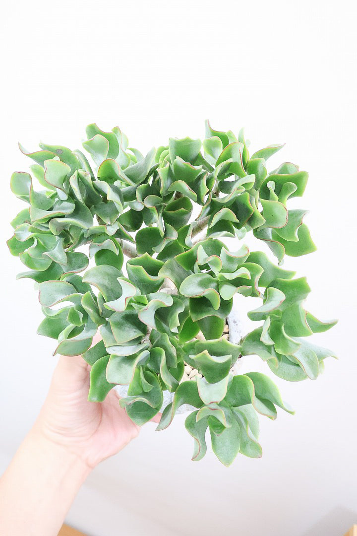 送料無料】多肉植物| 観葉植物の通信販売 | APEGO(アペーゴ)