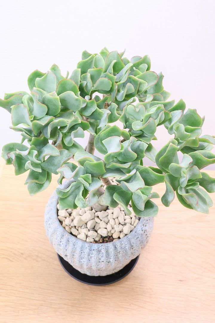 【クラッスラ ブルーリボン】フリフリの爽やかな葉色！ここまで年季の入った幹は今回限りの入荷です！