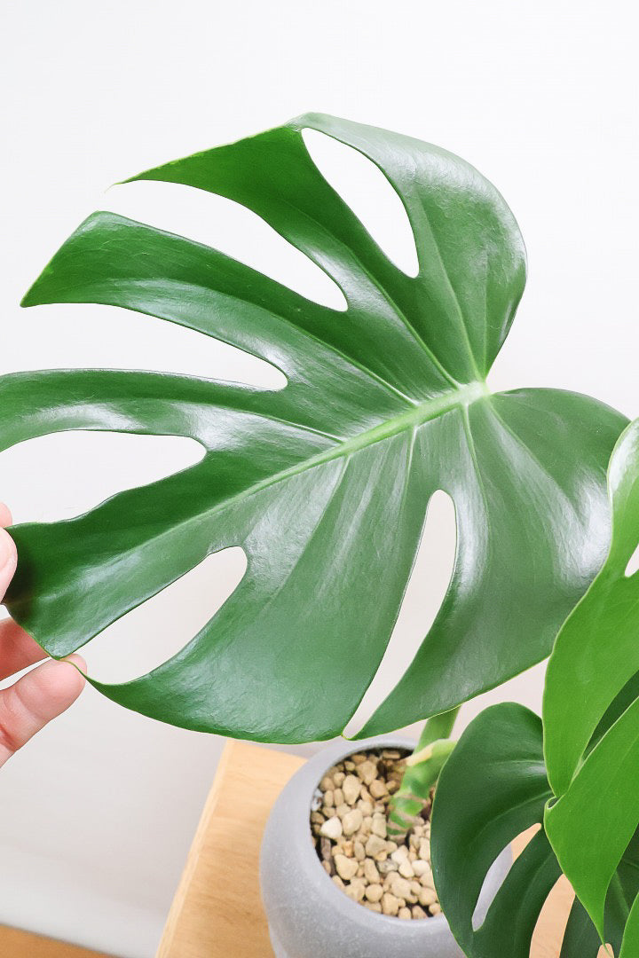 【モンステラ デリシオーサ】タイトにギュッとコンパクトにまとまったタイプ！とても良くできていますのでぜひ！