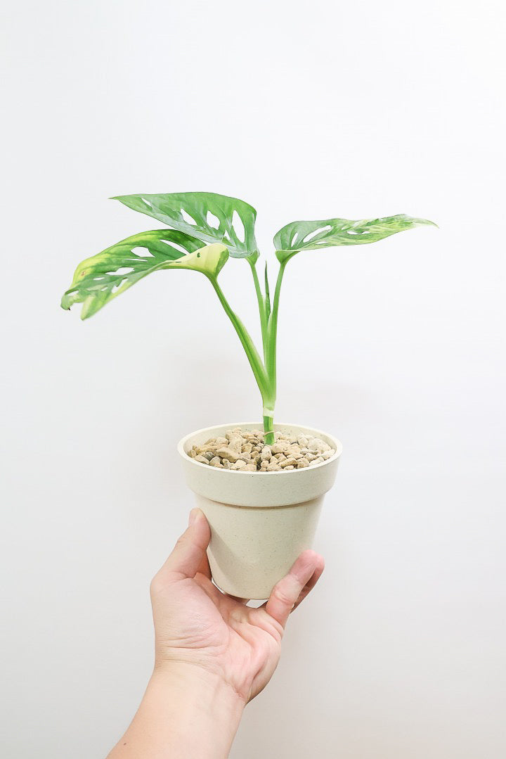 【モンステラ アダンソニー オーレア バリエガタ】限定１鉢だけ！希少な斑入り種！生産者さんのハウスで直接選んできました！