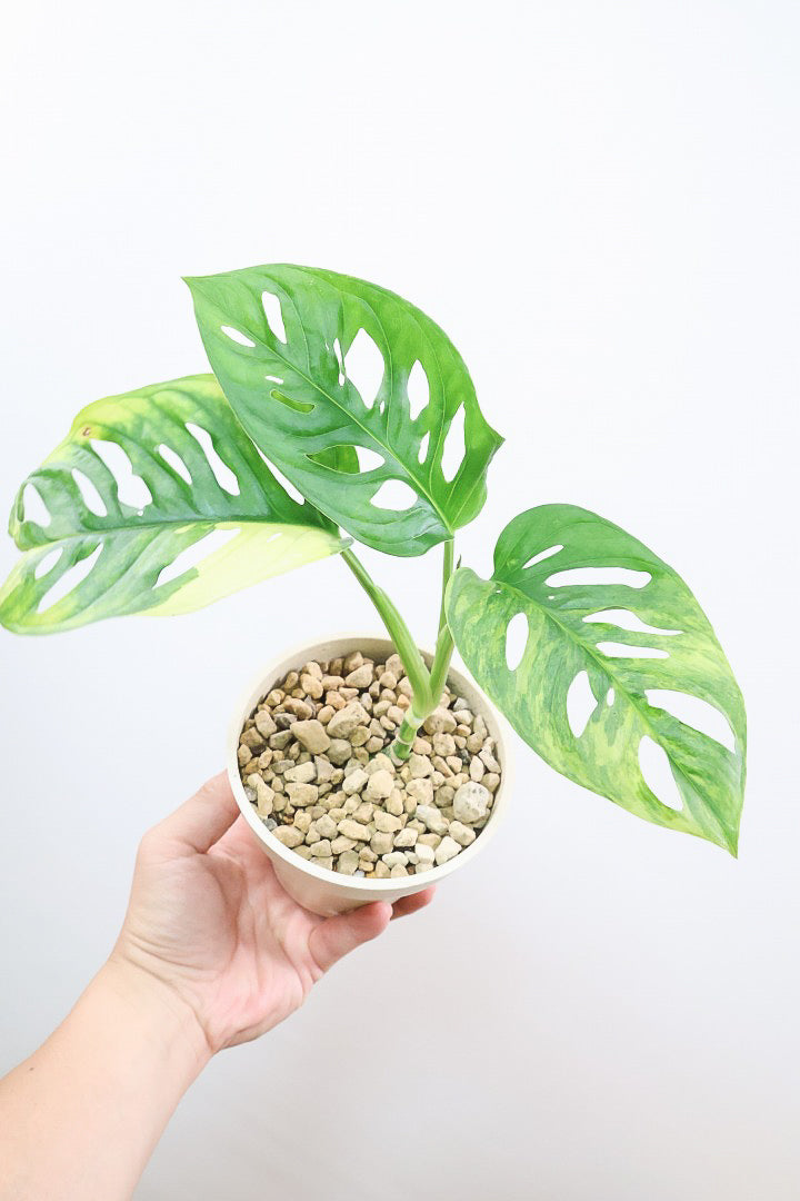 【モンステラ アダンソニー オーレア バリエガタ】限定１鉢だけ！希少な斑入り種！生産者さんのハウスで直接選んできました！