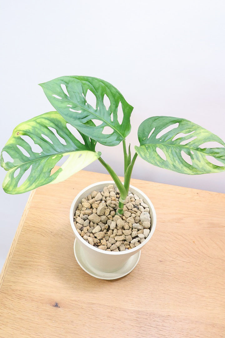 【モンステラ アダンソニー オーレア バリエガタ】限定１鉢だけ！希少な斑入り種！生産者さんのハウスで直接選んできました！