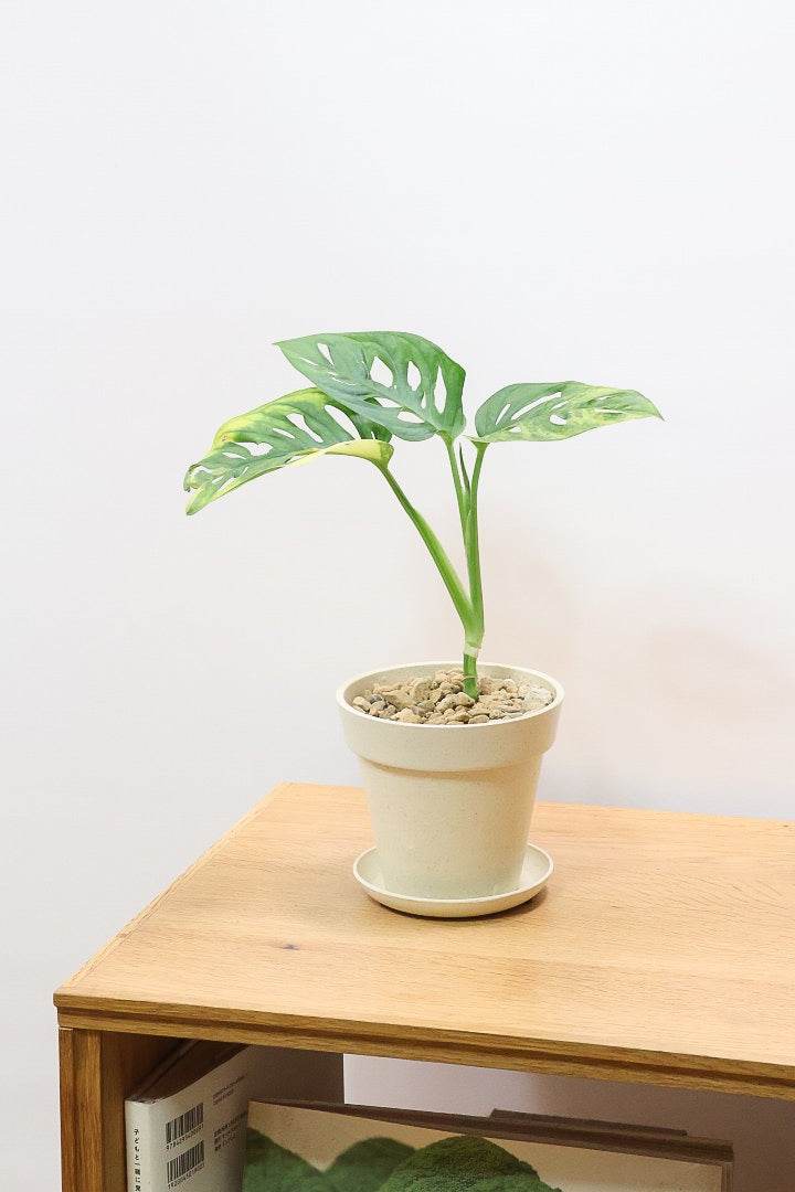 モンステラ アダンソニー オーレア バリエガタPP62100| 観葉植物の通信