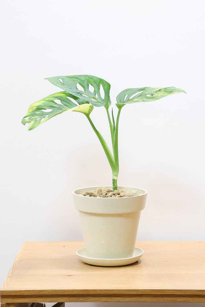 【モンステラ アダンソニー オーレア バリエガタ】限定１鉢だけ！希少な斑入り種！生産者さんのハウスで直接選んできました！