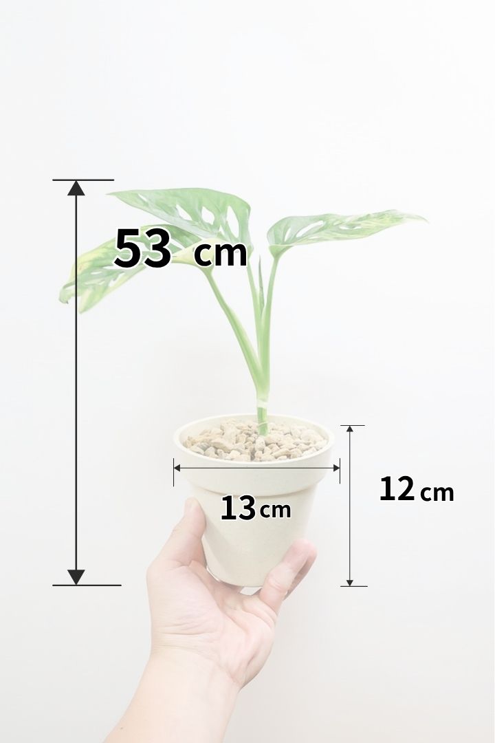 【モンステラ アダンソニー オーレア バリエガタ】限定１鉢だけ！希少な斑入り種！生産者さんのハウスで直接選んできました！