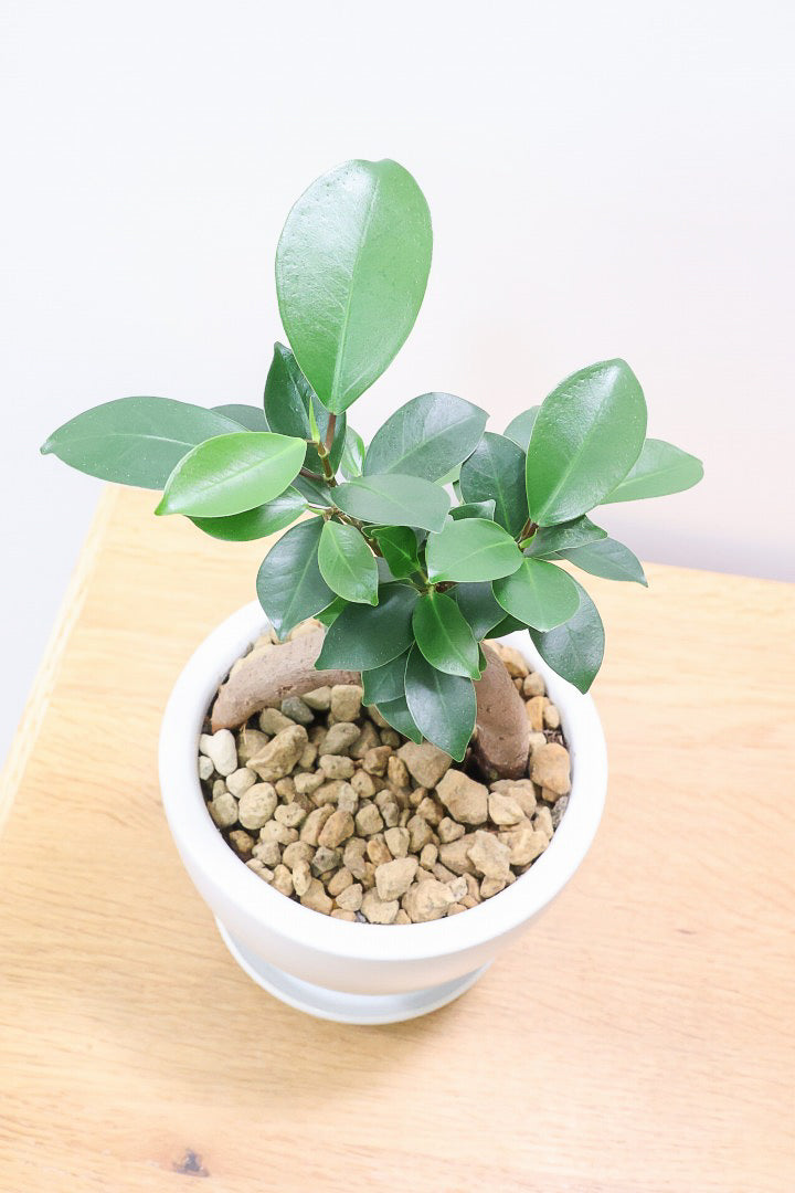 【ガジュマル】頑張って踏ん張っているような幹がかわいい！仕入れ時に個性的な枝を選んで仕入れてきました！おすすめです！