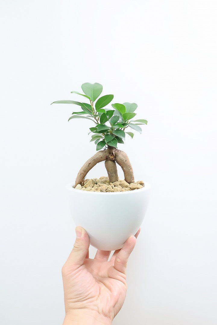 【ガジュマル】頑張って踏ん張っているような幹がかわいい！仕入れ時に個性的な枝を選んで仕入れてきました！おすすめです！