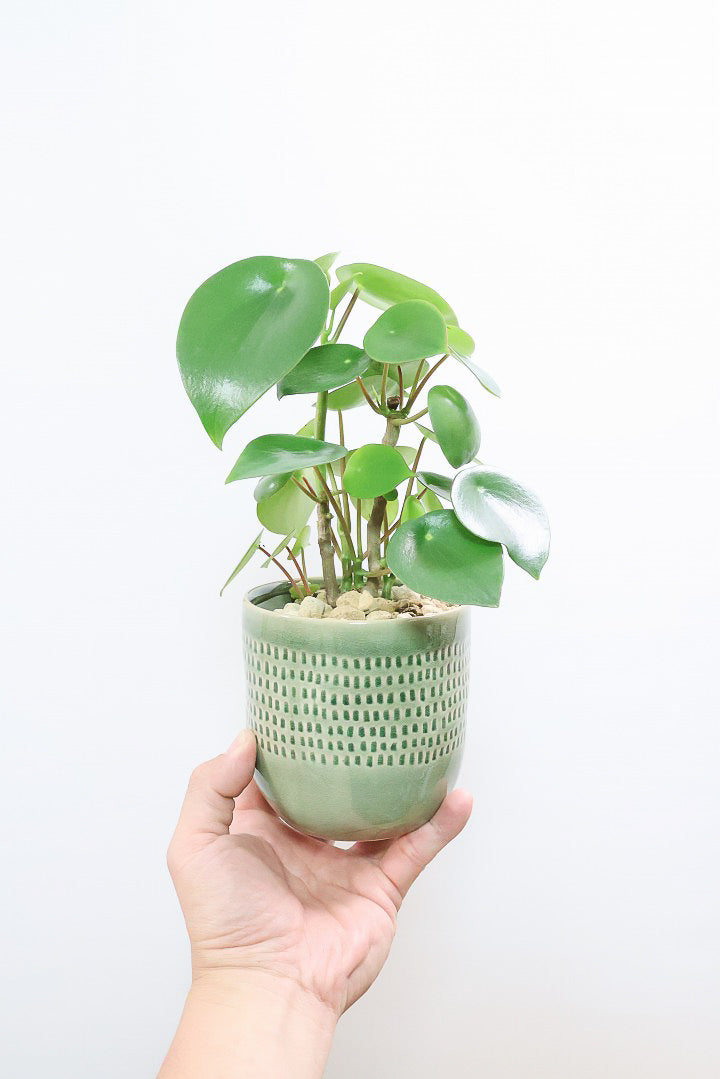 【ペペロミア  ジェイド】スペードのかわいい葉っぱ。光沢のある葉がたまらないほどにかわいい品種なんです！
