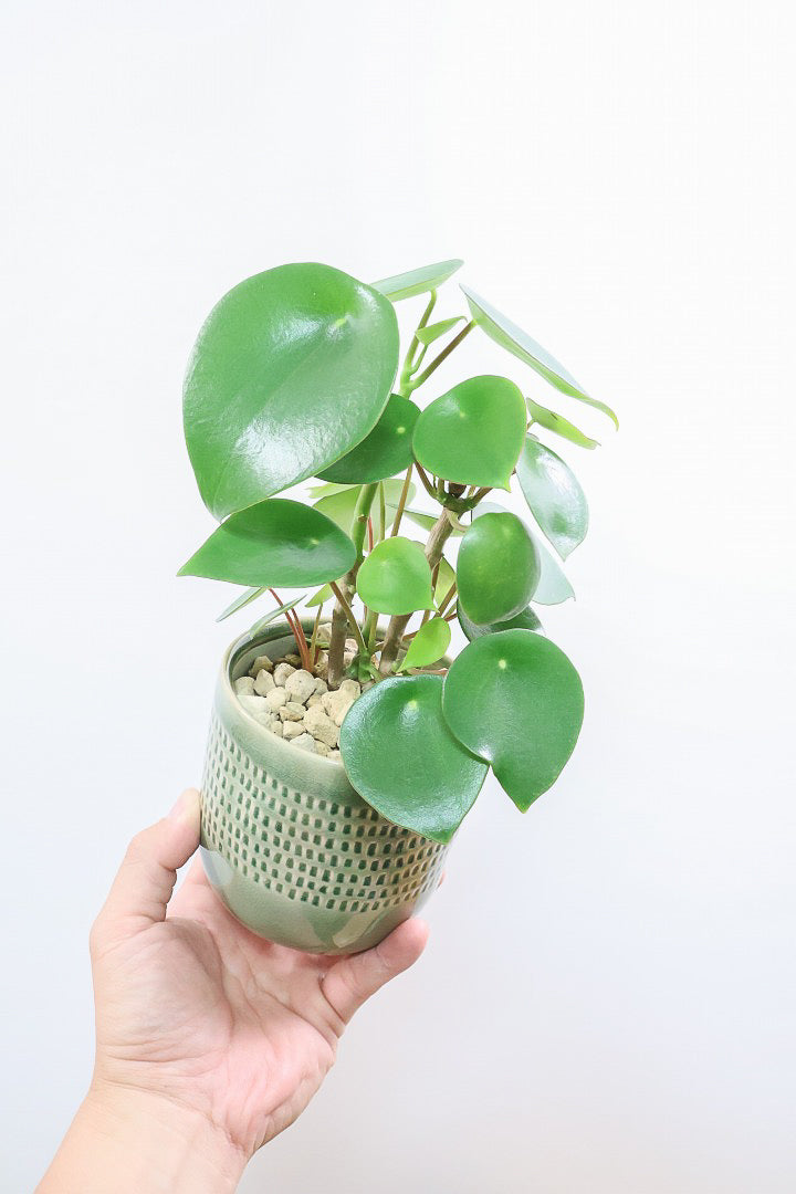 【ペペロミア  ジェイド】スペードのかわいい葉っぱ。光沢のある葉がたまらないほどにかわいい品種なんです！