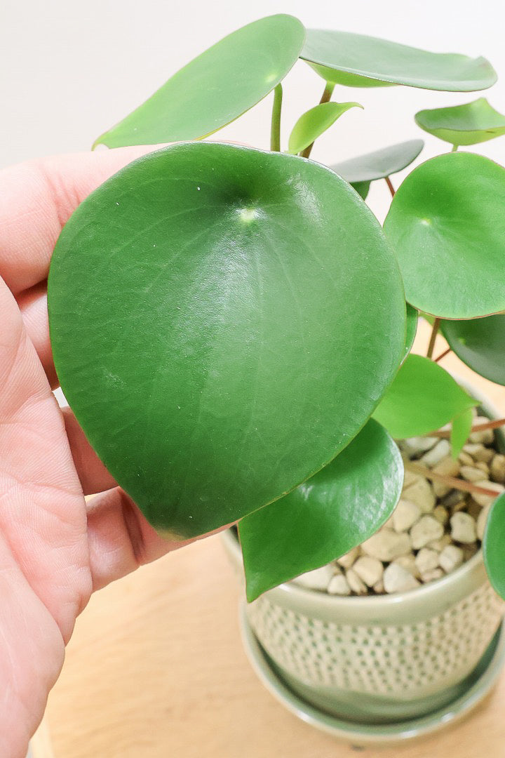 【ペペロミア  ジェイド】スペードのかわいい葉っぱ。光沢のある葉がたまらないほどにかわいい品種なんです！