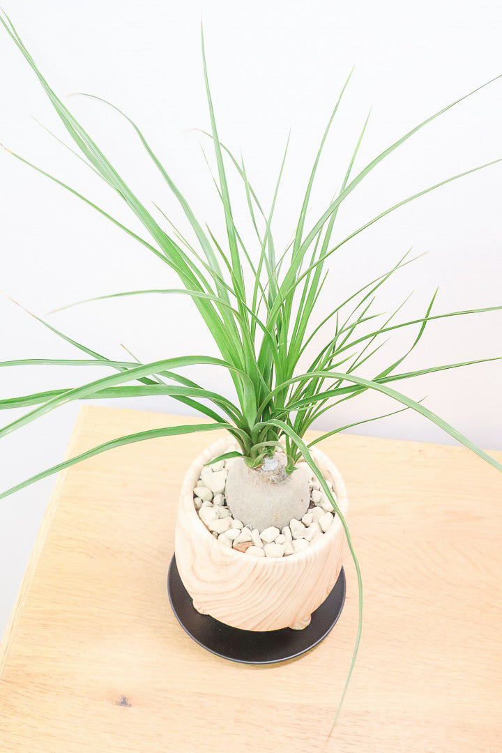 【ノリナ】人気の木目調のPOT！しかも今回はかわいい脚付き！しっかりと葉が締まったいい個体ですよ！