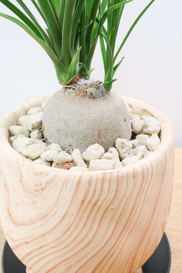 【ノリナ】人気の木目調のPOT！しかも今回はかわいい脚付き！しっかりと葉が締まったいい個体ですよ！
