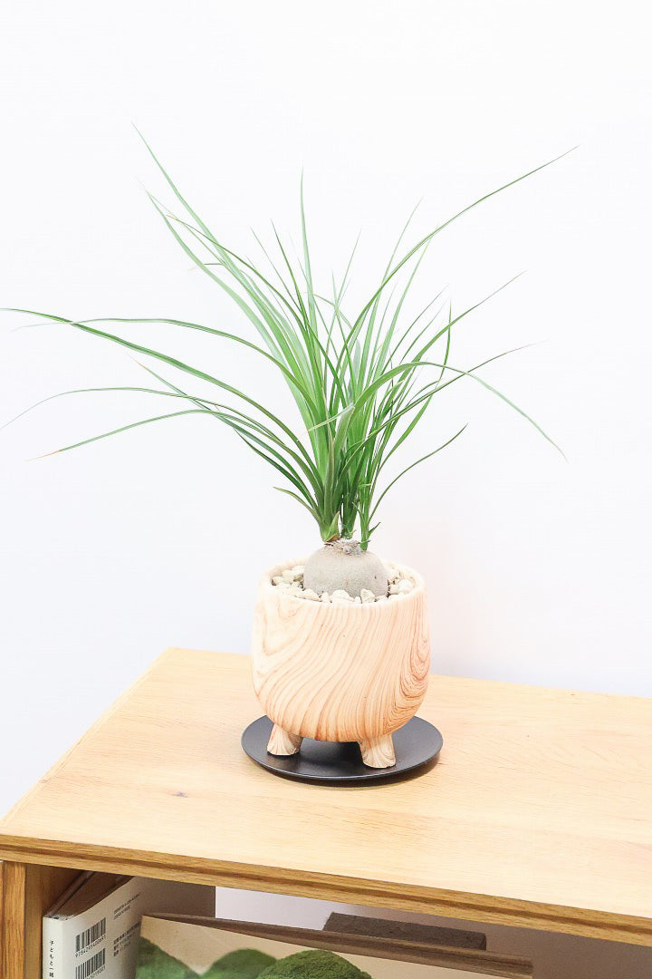 【ノリナ】人気の木目調のPOT！しかも今回はかわいい脚付き！しっかりと葉が締まったいい個体ですよ！