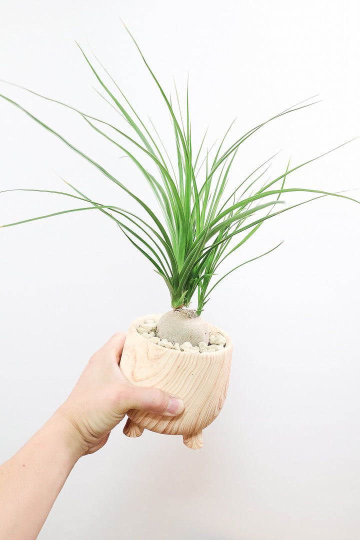 【ノリナ】人気の木目調のPOT！しかも今回はかわいい脚付き！しっかりと葉が締まったいい個体ですよ！
