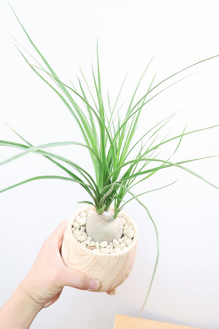 【ノリナ】人気の木目調のPOT！しかも今回はかわいい脚付き！しっかりと葉が締まったいい個体ですよ！