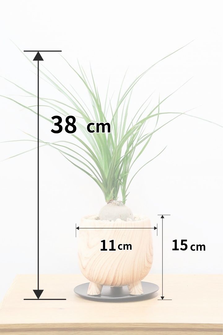 【ノリナ】人気の木目調のPOT！しかも今回はかわいい脚付き！しっかりと葉が締まったいい個体ですよ！