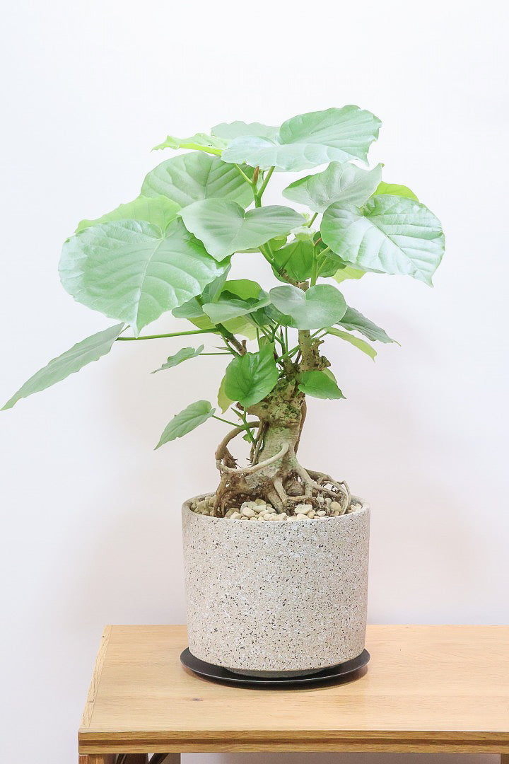 【ウンベラータ】10年物の年季の入ったこだわりの幹!カッコいい観葉植物です! ボリュームがあります！