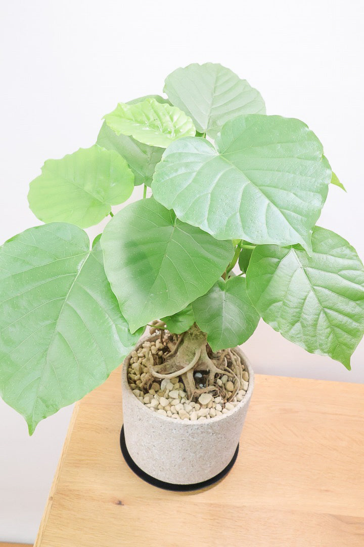 【ウンベラータ】10年物の年季の入ったこだわりの幹!カッコいい観葉植物です! ボリュームがあります！