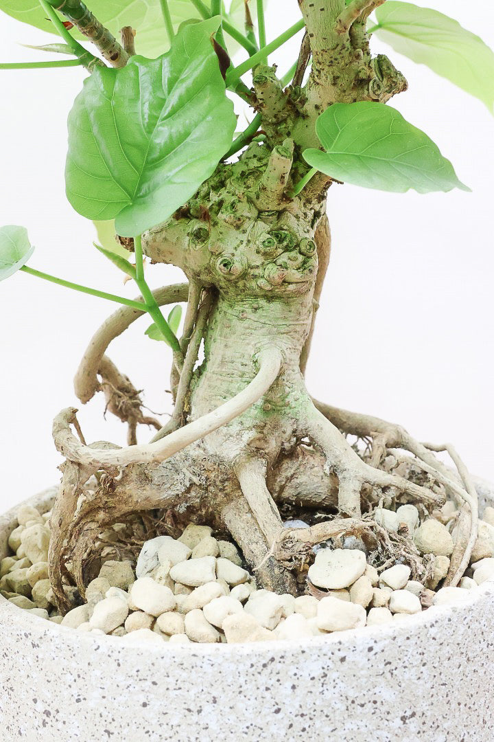 【ウンベラータ】10年物の年季の入ったこだわりの幹!カッコいい観葉植物です! ボリュームがあります！