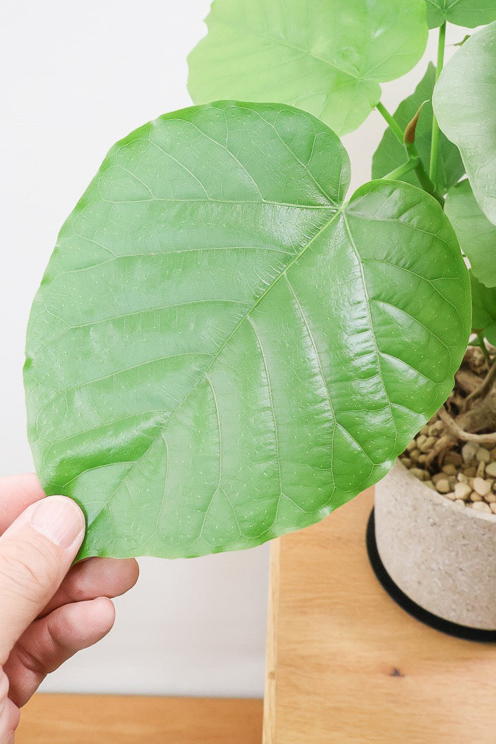 【ウンベラータ】10年物の年季の入ったこだわりの幹!カッコいい観葉植物です! ボリュームがあります！