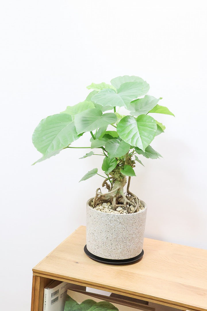 【ウンベラータ】10年物の年季の入ったこだわりの幹!カッコいい観葉植物です! ボリュームがあります！