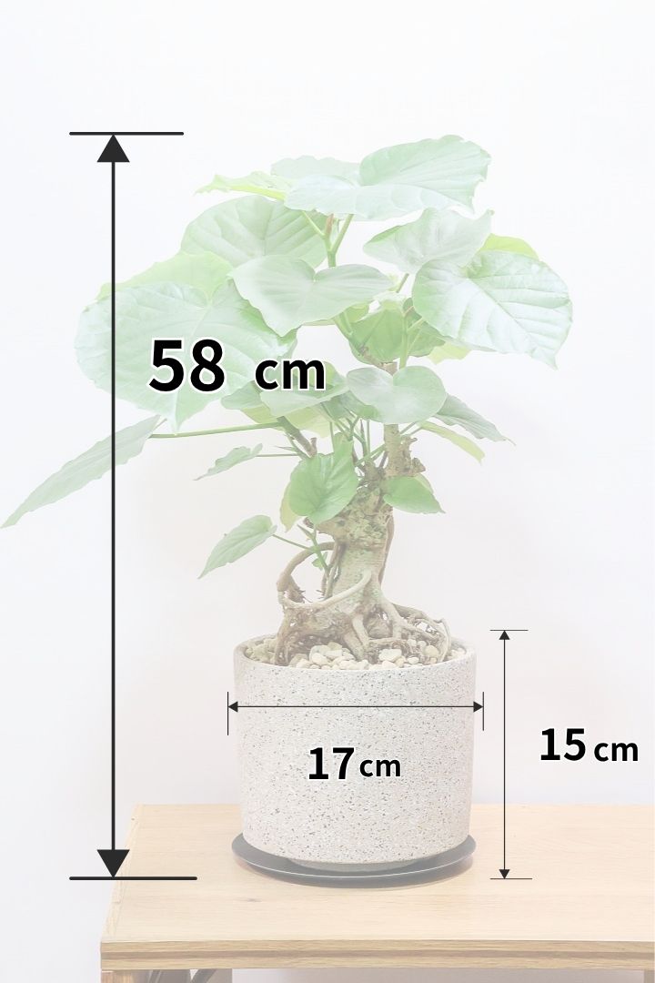 【ウンベラータ】10年物の年季の入ったこだわりの幹!カッコいい観葉植物です! ボリュームがあります！